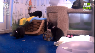 8 of the Internet's Most Adorable, Time-Wasting Animal Live Cams